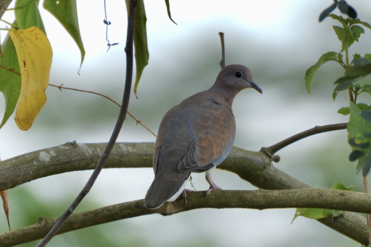 Laughing Dove - ML489055831