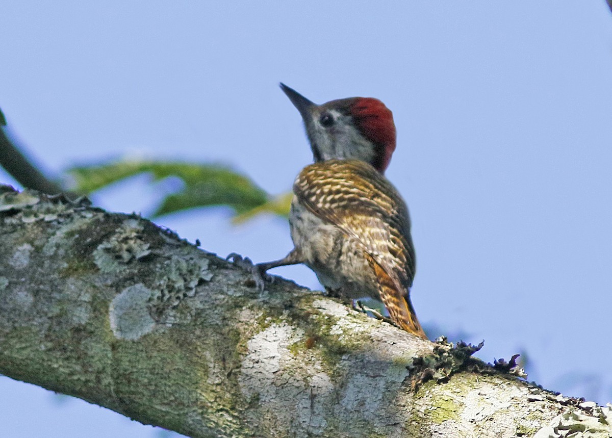 Cardinal Woodpecker - ML489065361