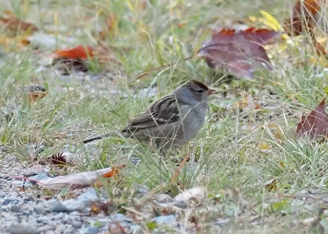 White-crowned Sparrow - ML489066021