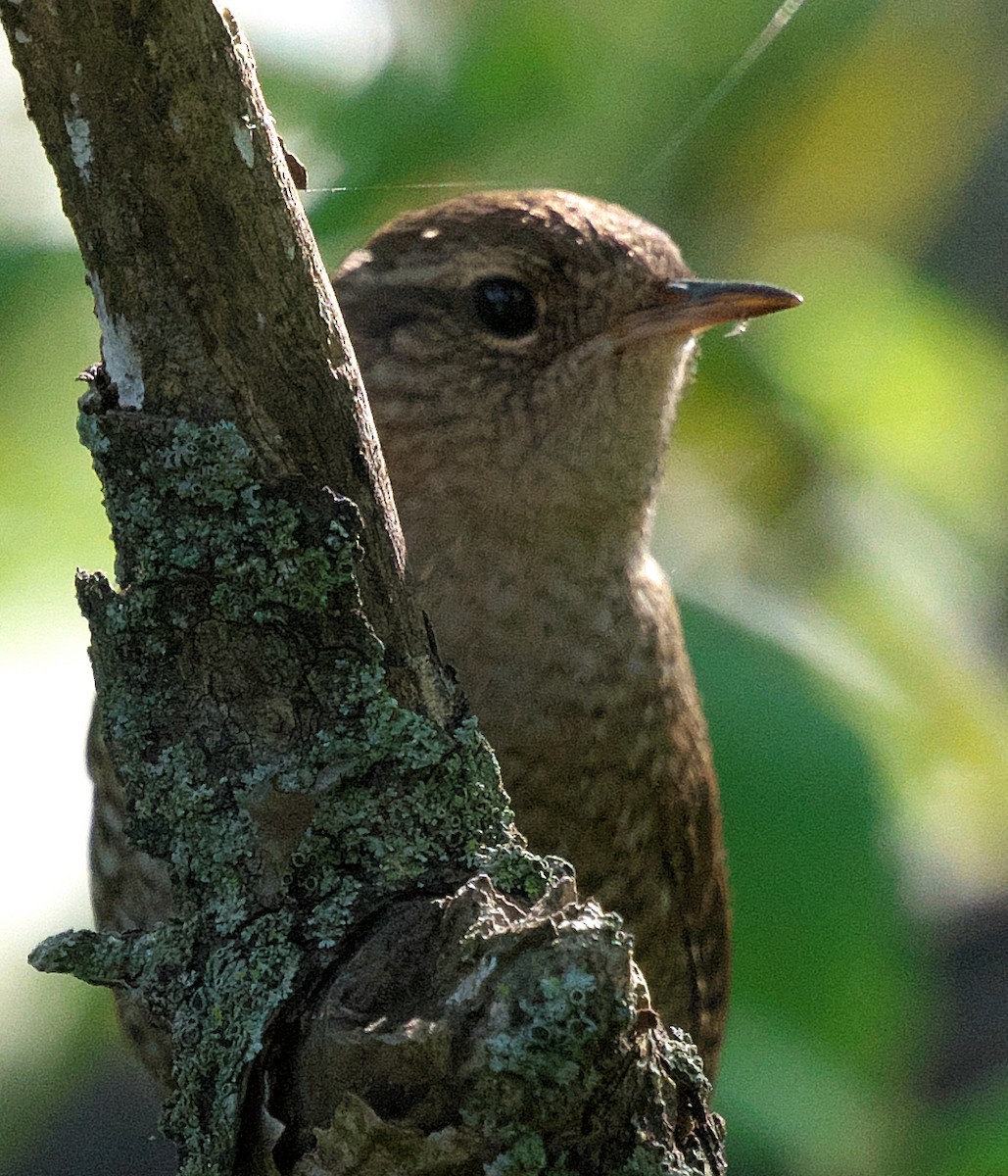 Wisconsin eBird Checklist - 30 Sep 2022 - Oak Park Dr - 15 species