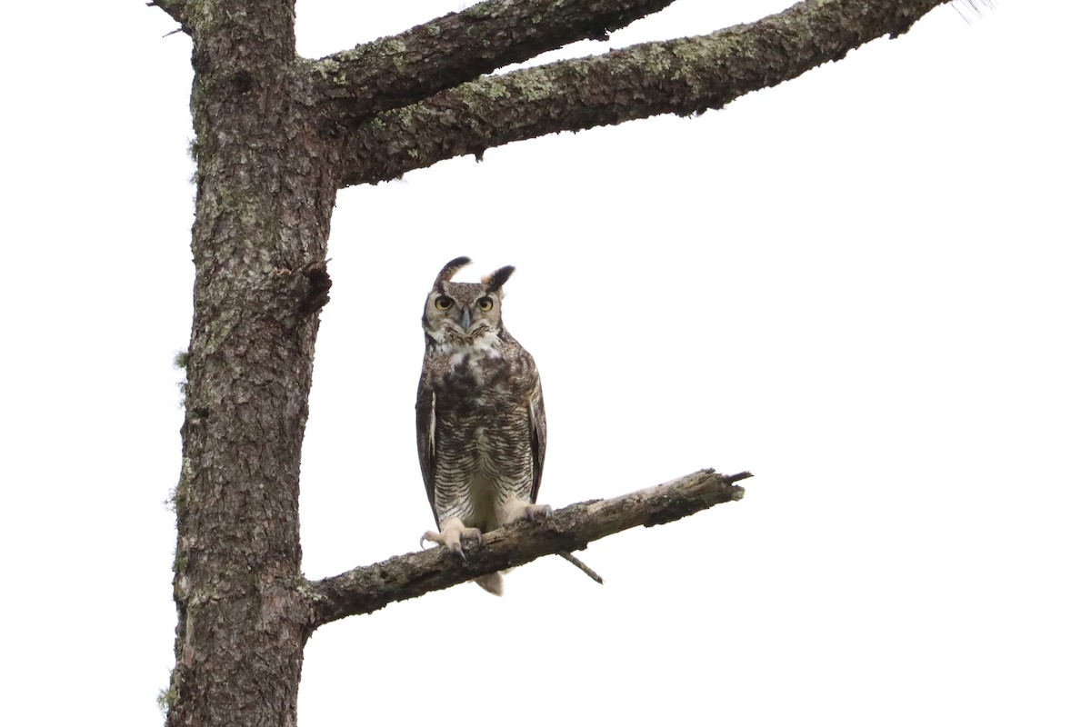 Great Horned Owl - ML489073321