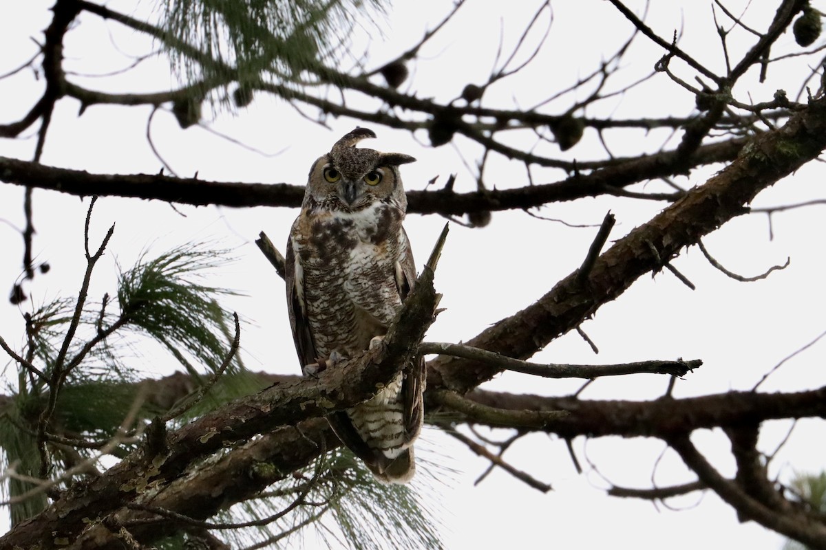 Great Horned Owl - ML489073491