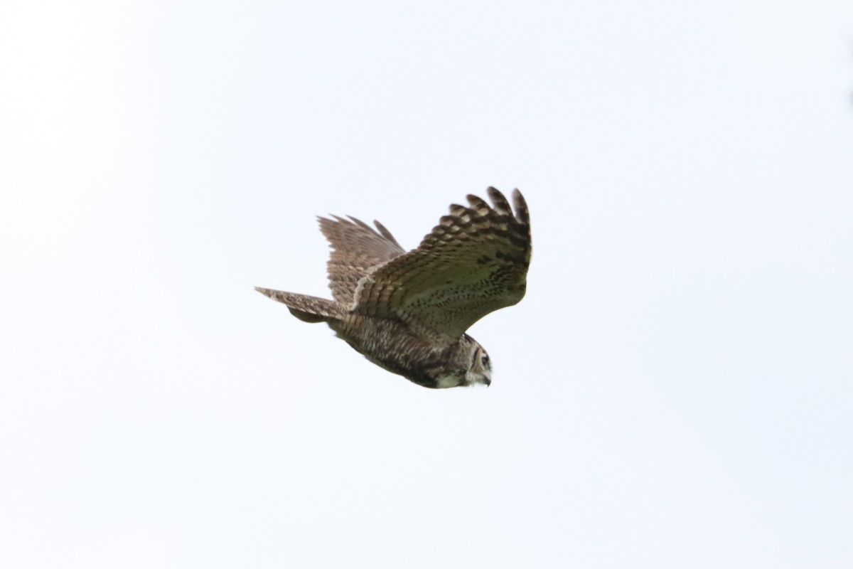 Great Horned Owl - ML489073611