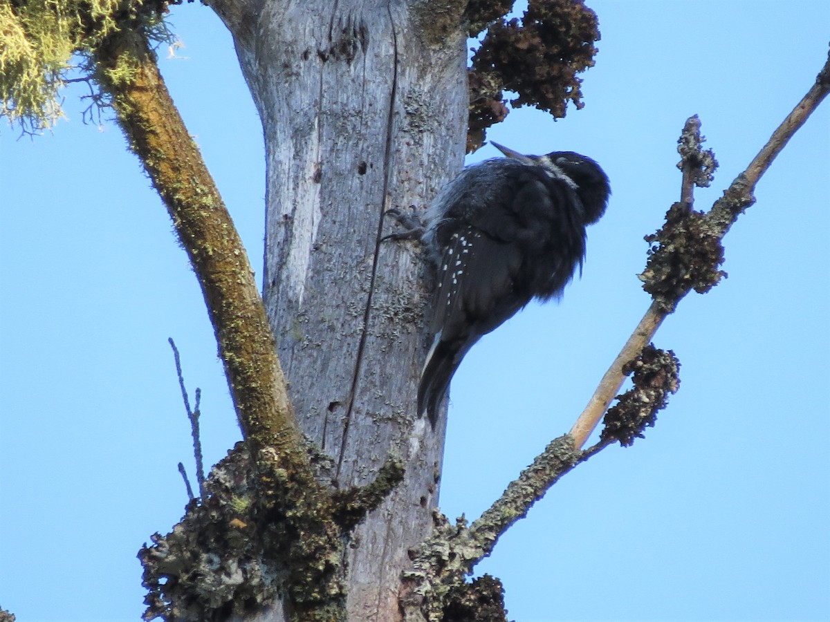 Black-backed Woodpecker - ML489076181