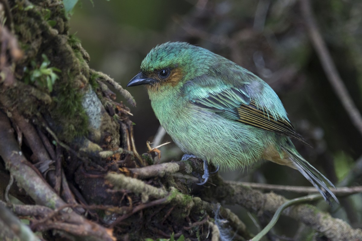 Rufous-cheeked Tanager - ML489077811
