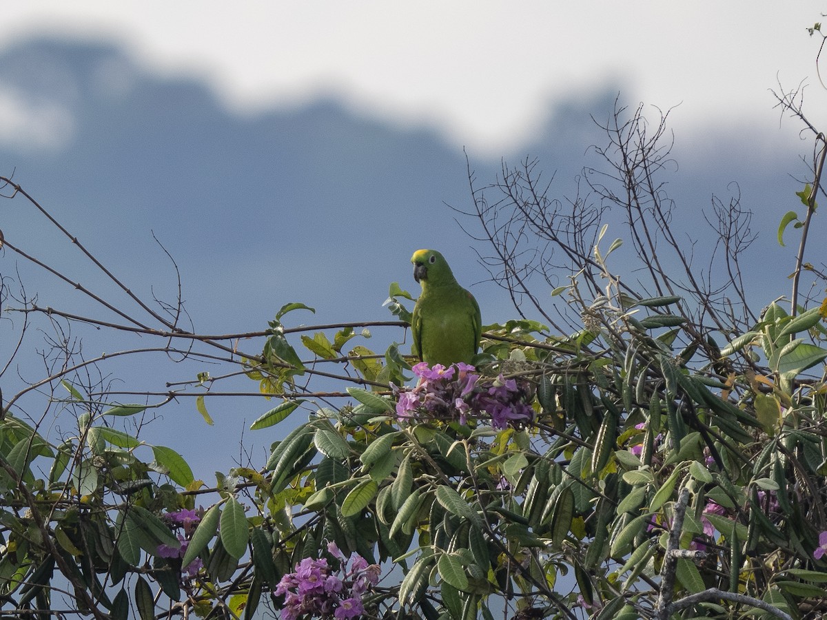 Yellow-crowned Parrot - ML489077871