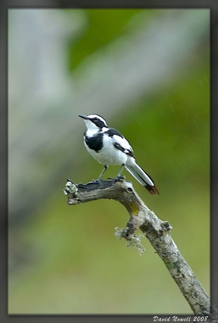 African Pied Wagtail - ML489078661