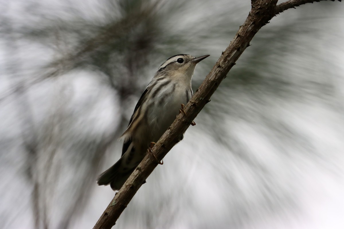Black-and-white Warbler - ML489079211