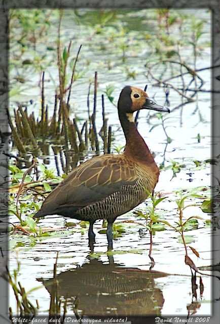 White-faced Whistling-Duck - David Nowell