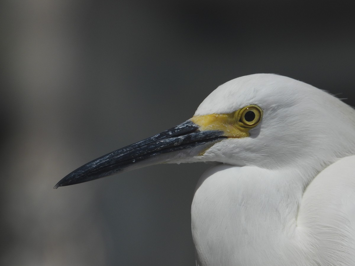 Snowy Egret - Avo Stilt