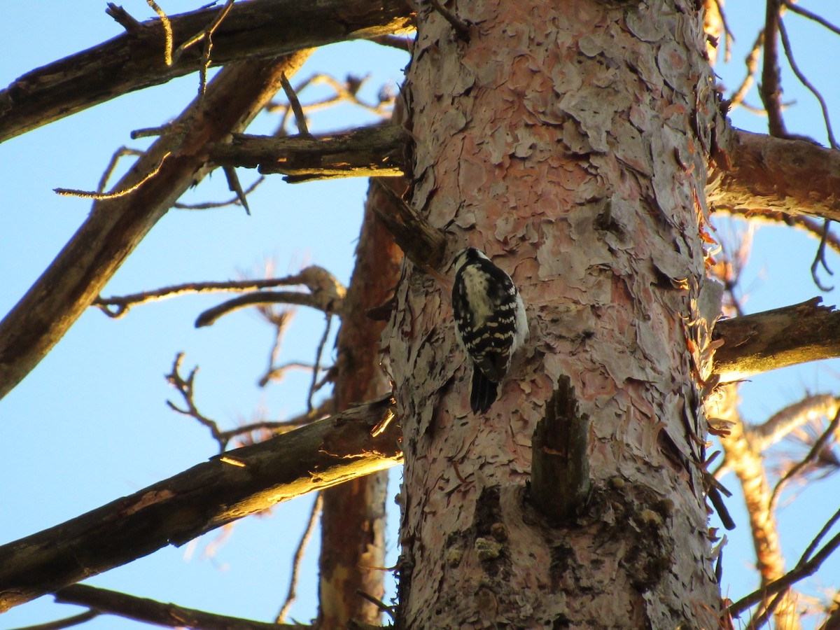 Downy Woodpecker (Eastern) - ML489087971