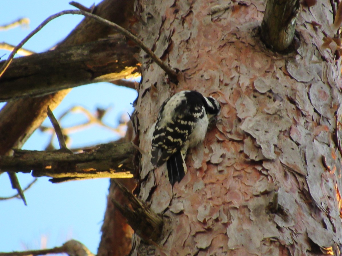Downy Woodpecker (Eastern) - ML489088101