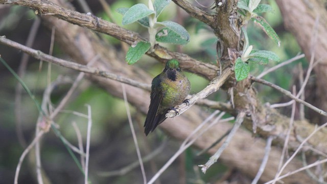 kolibřík dřišťálový - ML489090051