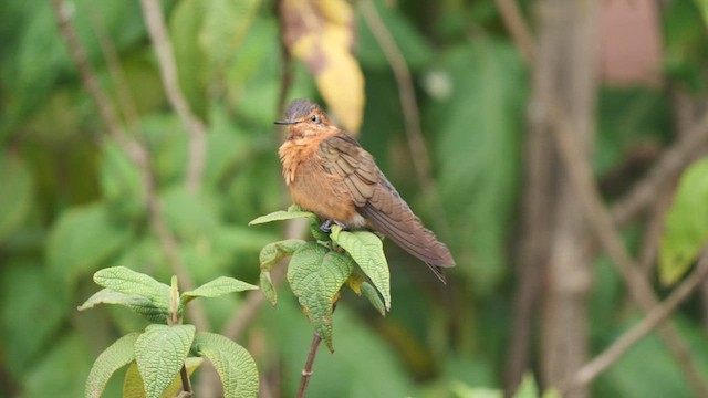 kolibřík duhovohřbetý - ML489090191