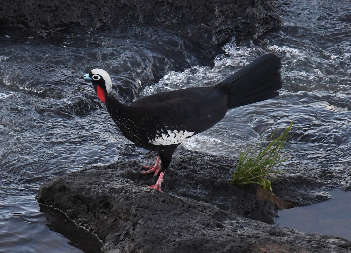 Black-fronted Piping-Guan - ML489091111