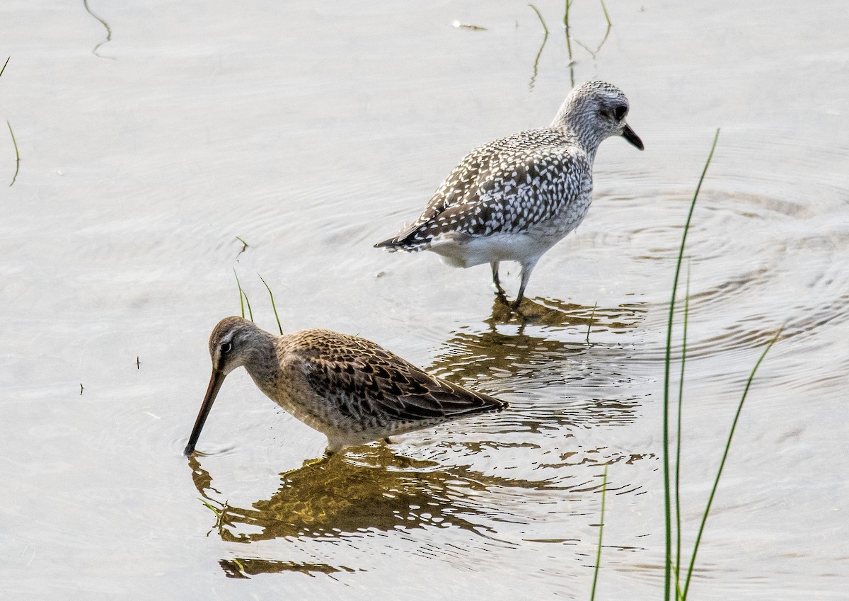 Long-billed Dowitcher - ML489094481