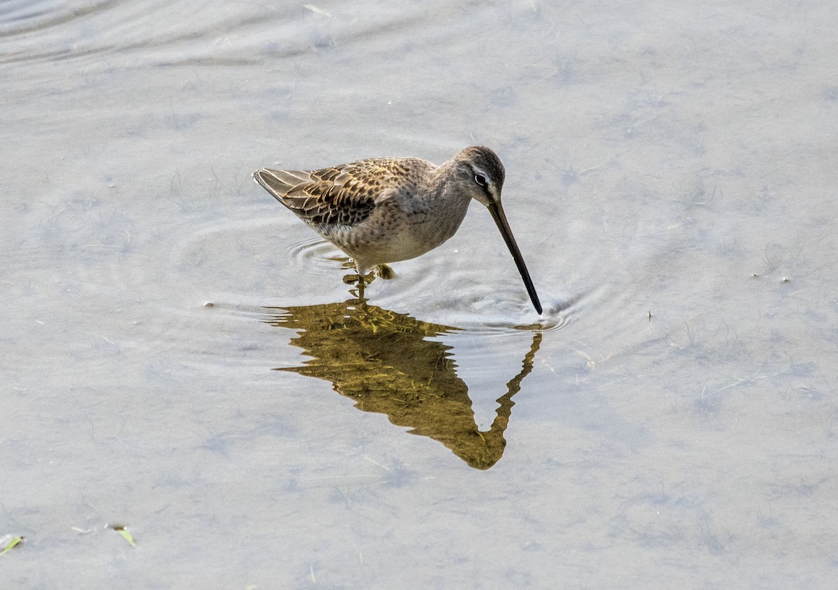 Long-billed Dowitcher - ML489099511