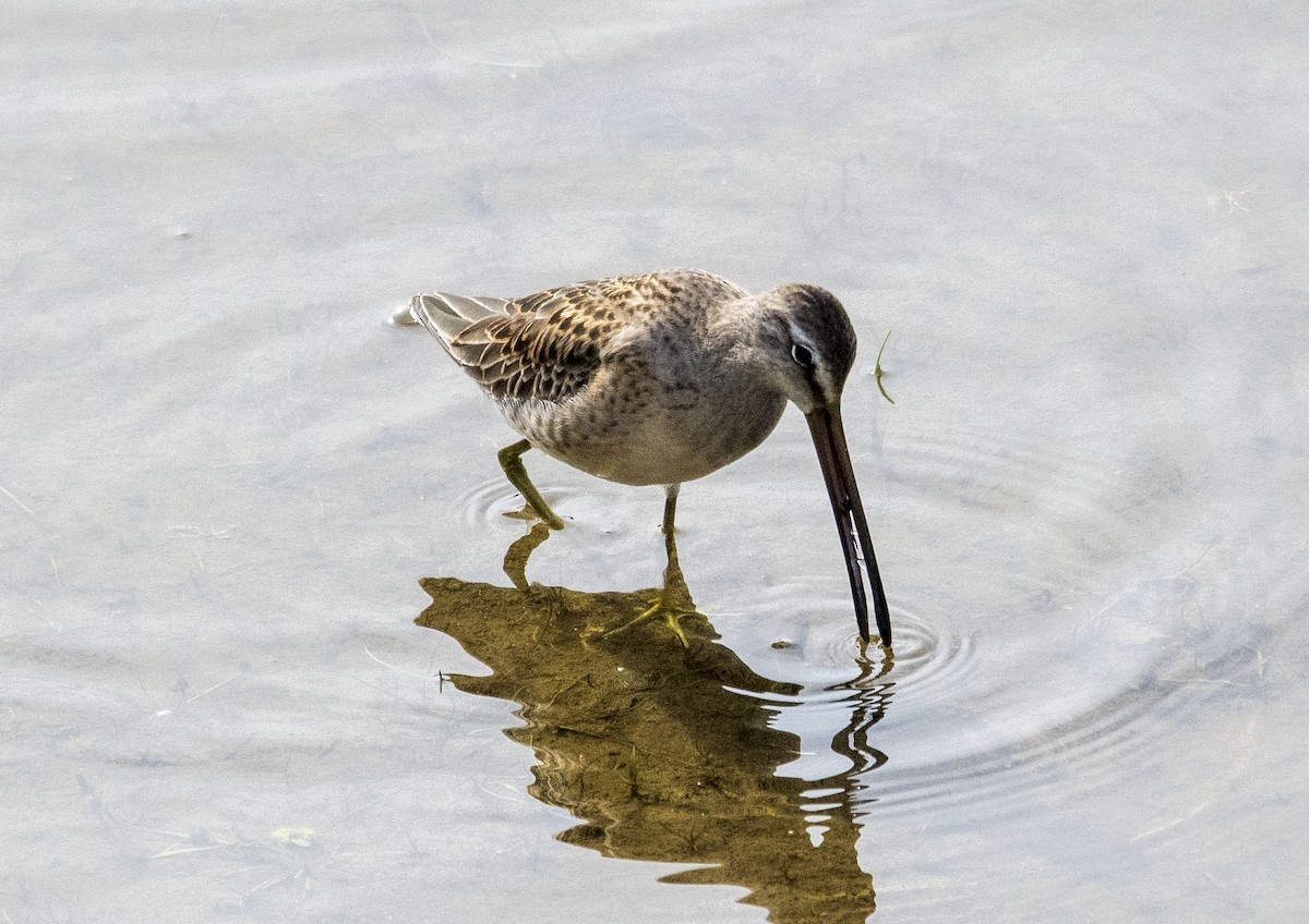 Long-billed Dowitcher - ML489103381