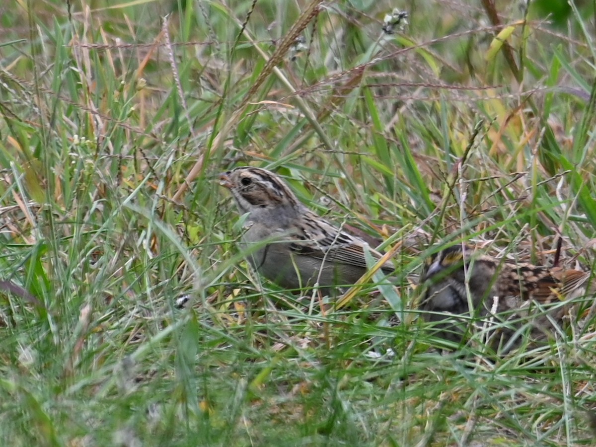 Clay-colored Sparrow - ML489103391