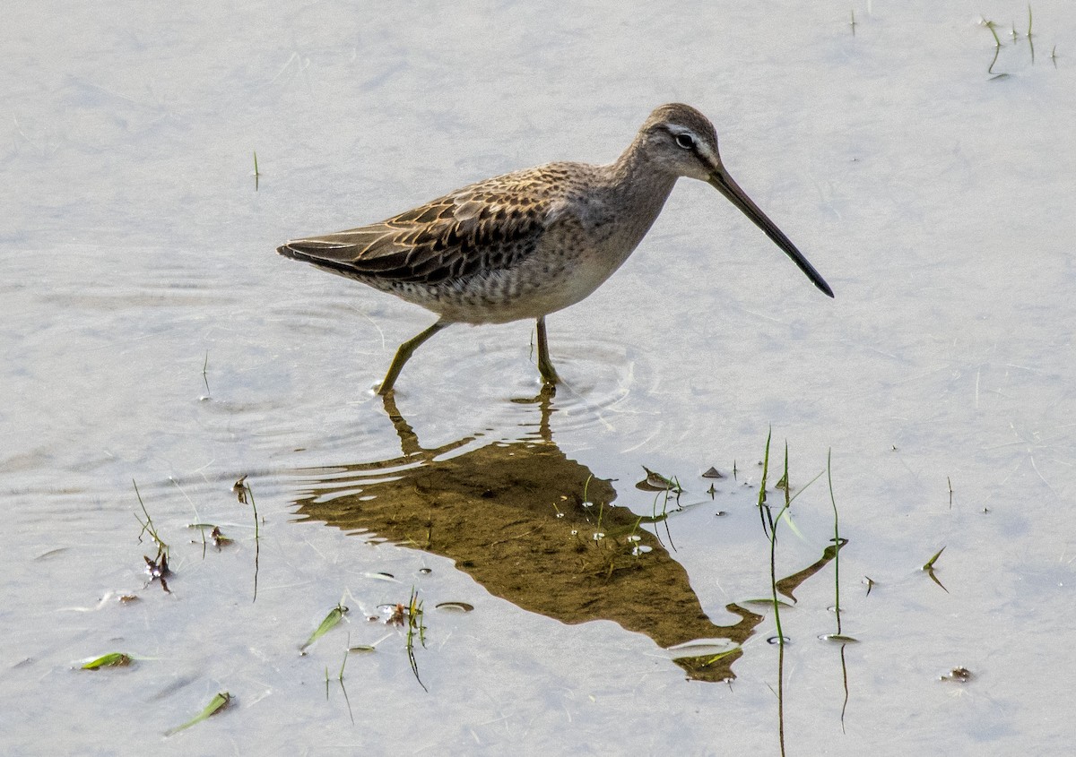 Long-billed Dowitcher - ML489105111