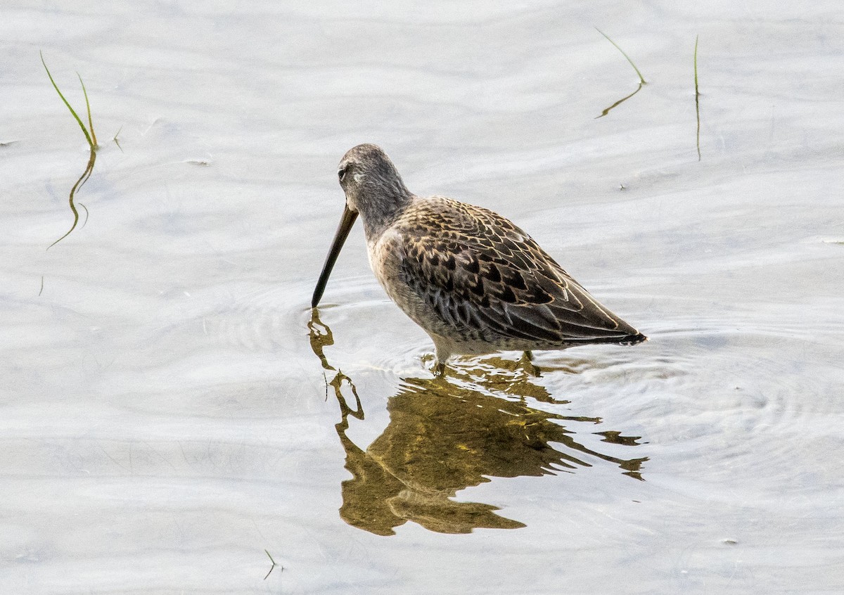 Long-billed Dowitcher - ML489106861