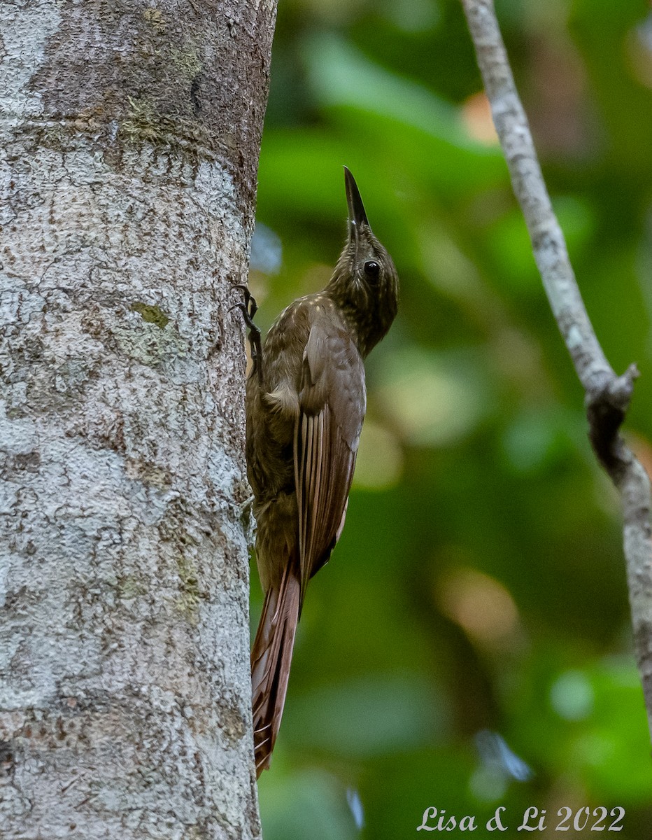 Long-tailed Woodcreeper (Southern) - ML489114501