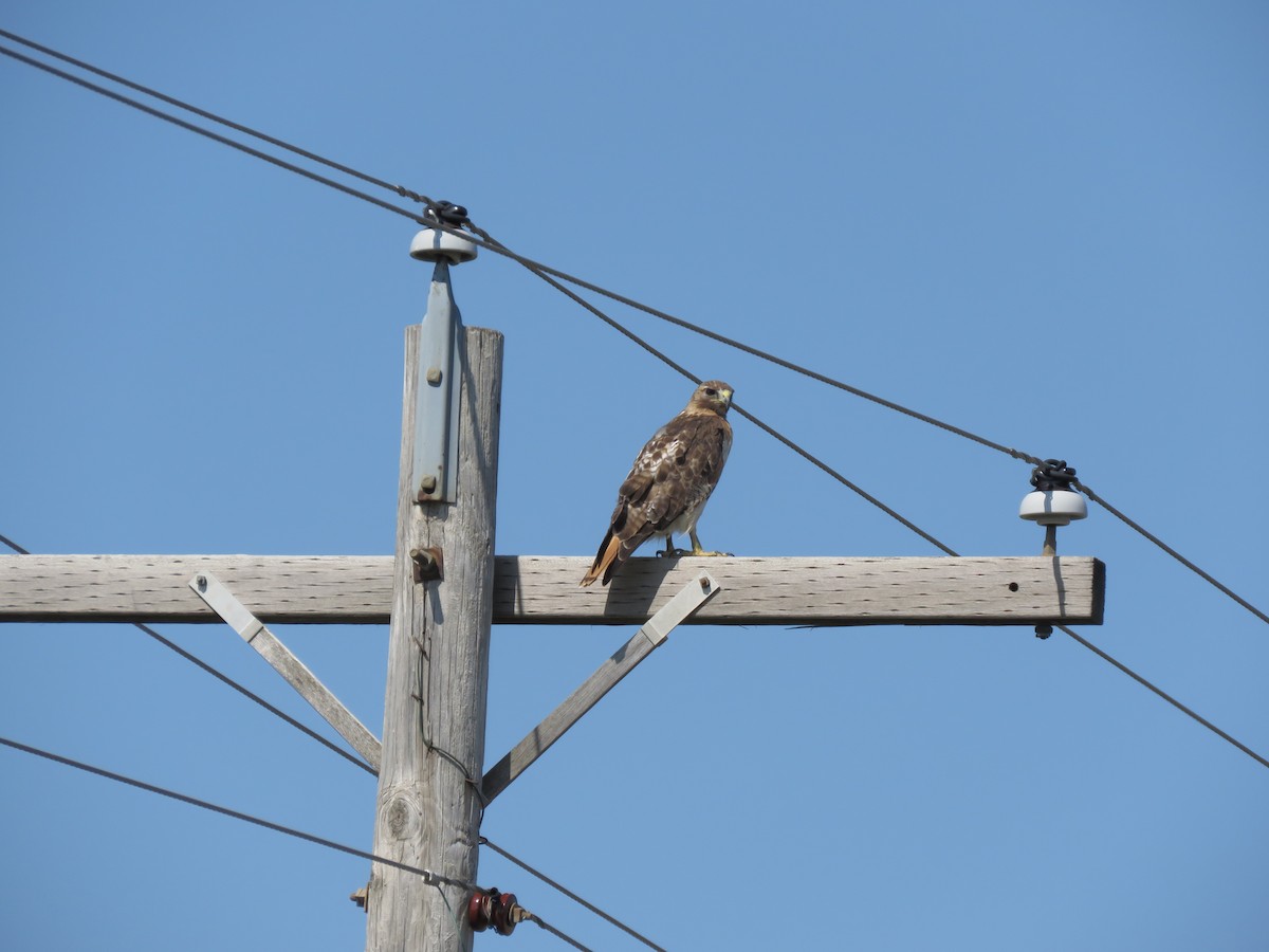 Red-tailed Hawk - ML489117271