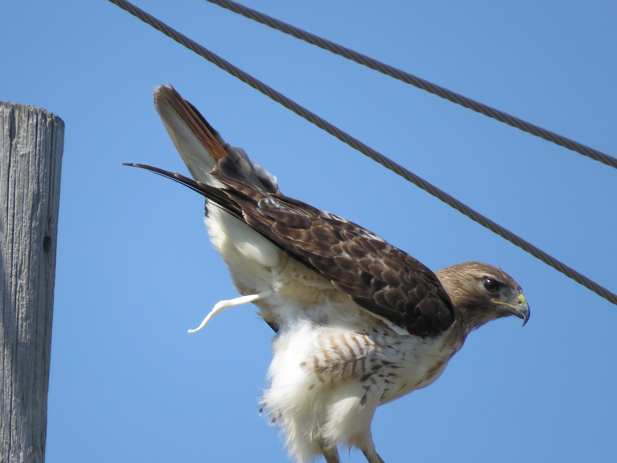 Red-tailed Hawk - ML489117281