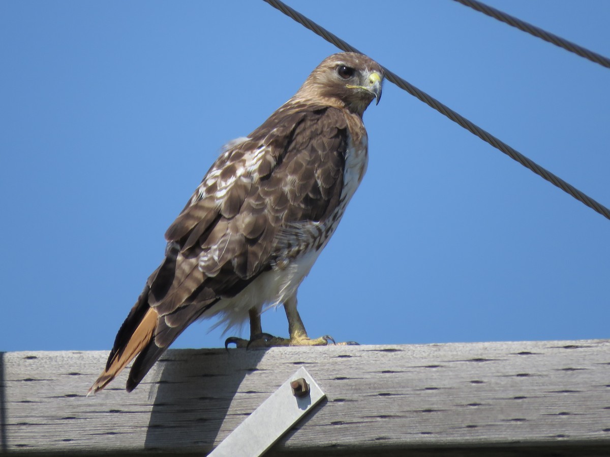 Red-tailed Hawk - ML489117291