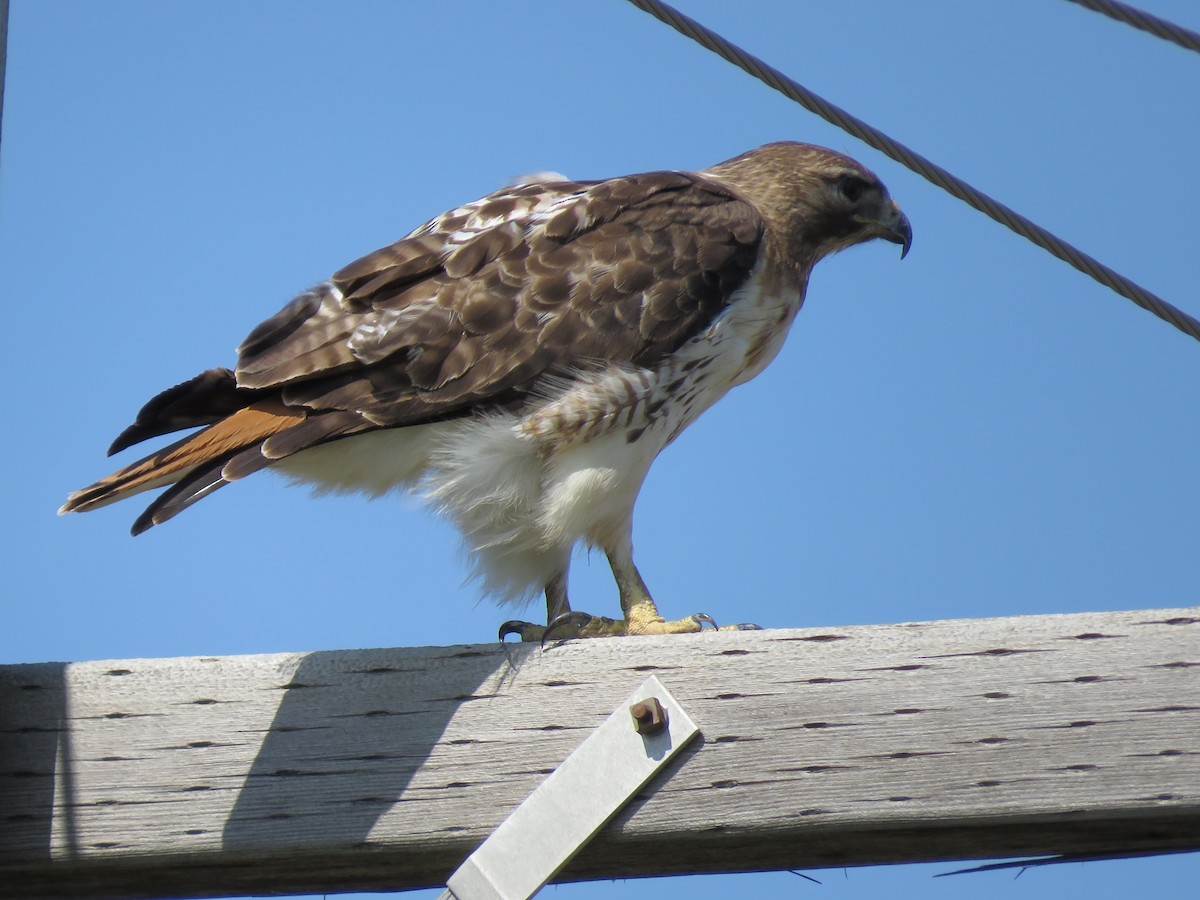 Red-tailed Hawk - ML489117301
