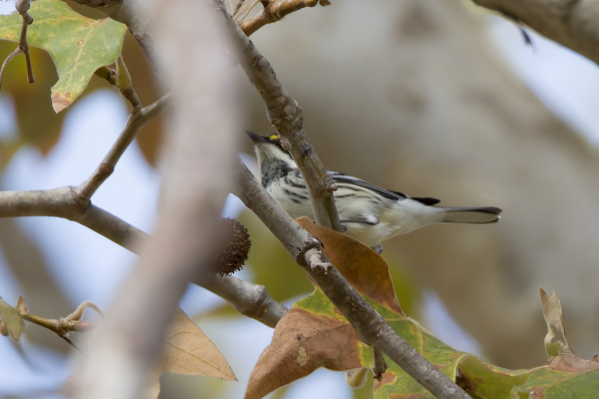 Black-throated Gray Warbler - ML489118861