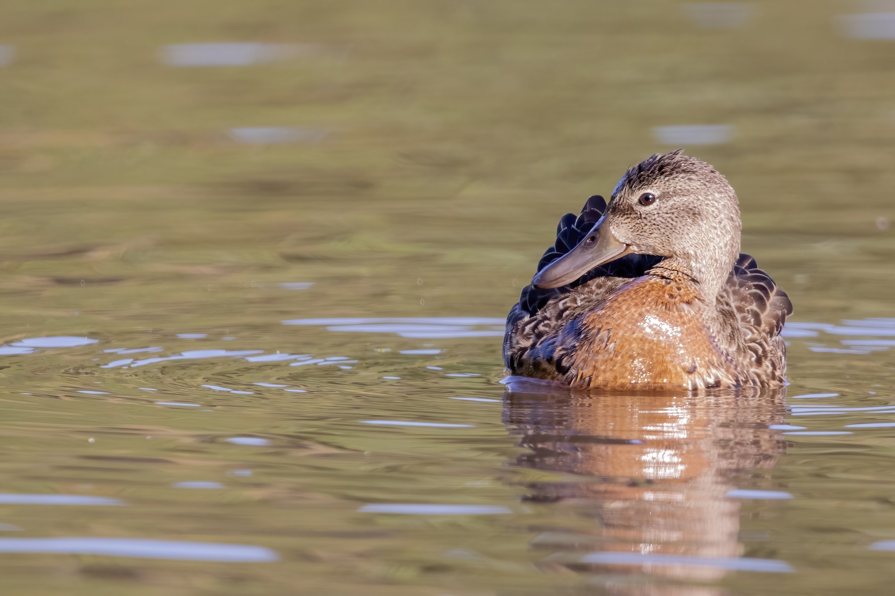 чирок sp. - eBird