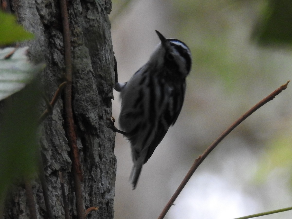 Black-and-white Warbler - ML489121851