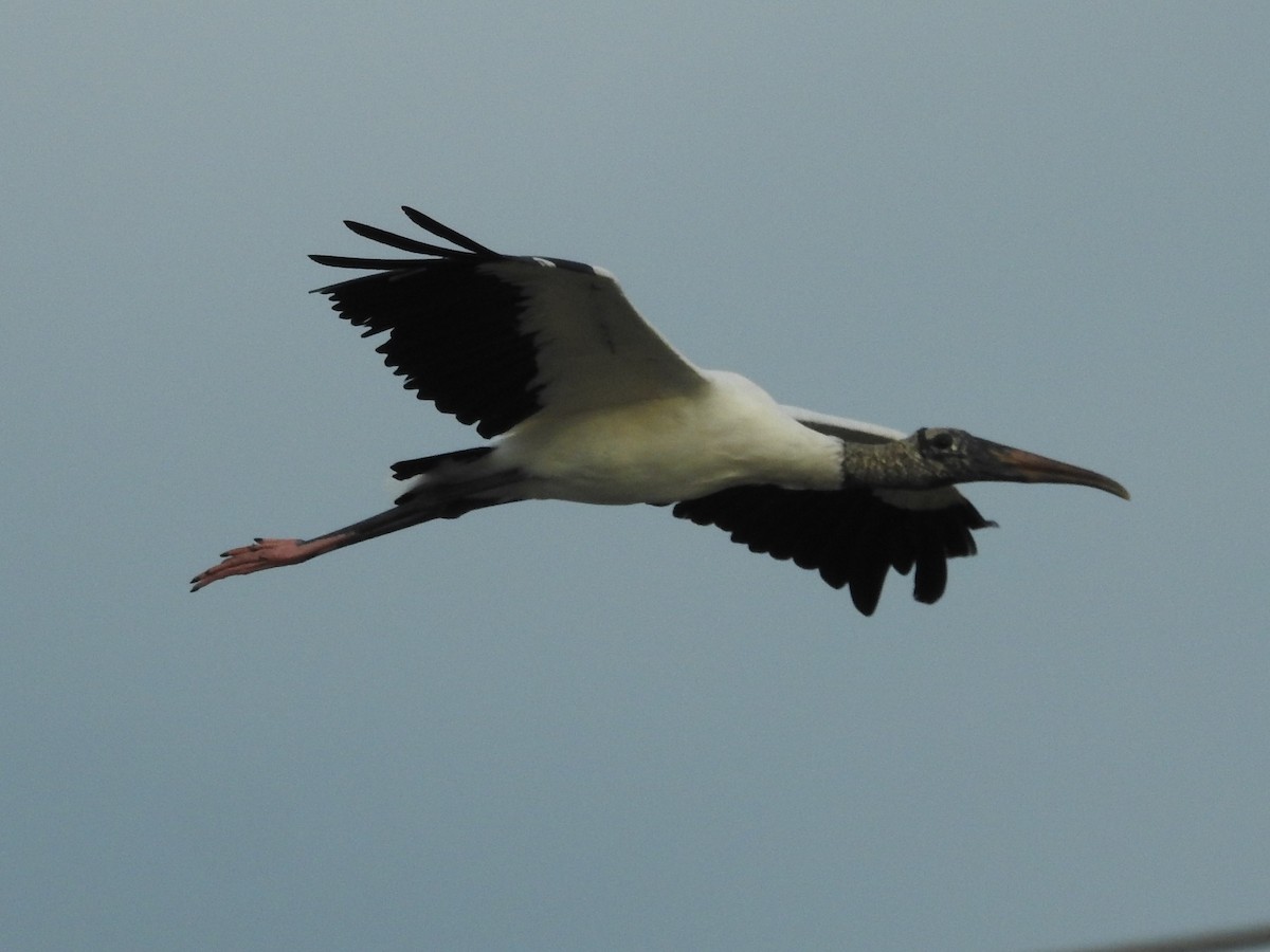 eBird Checklist 17 Sep 2022 Merritt Island NWROak & Palm Hammock
