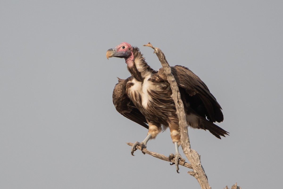 Lappet-faced Vulture - ML489126681