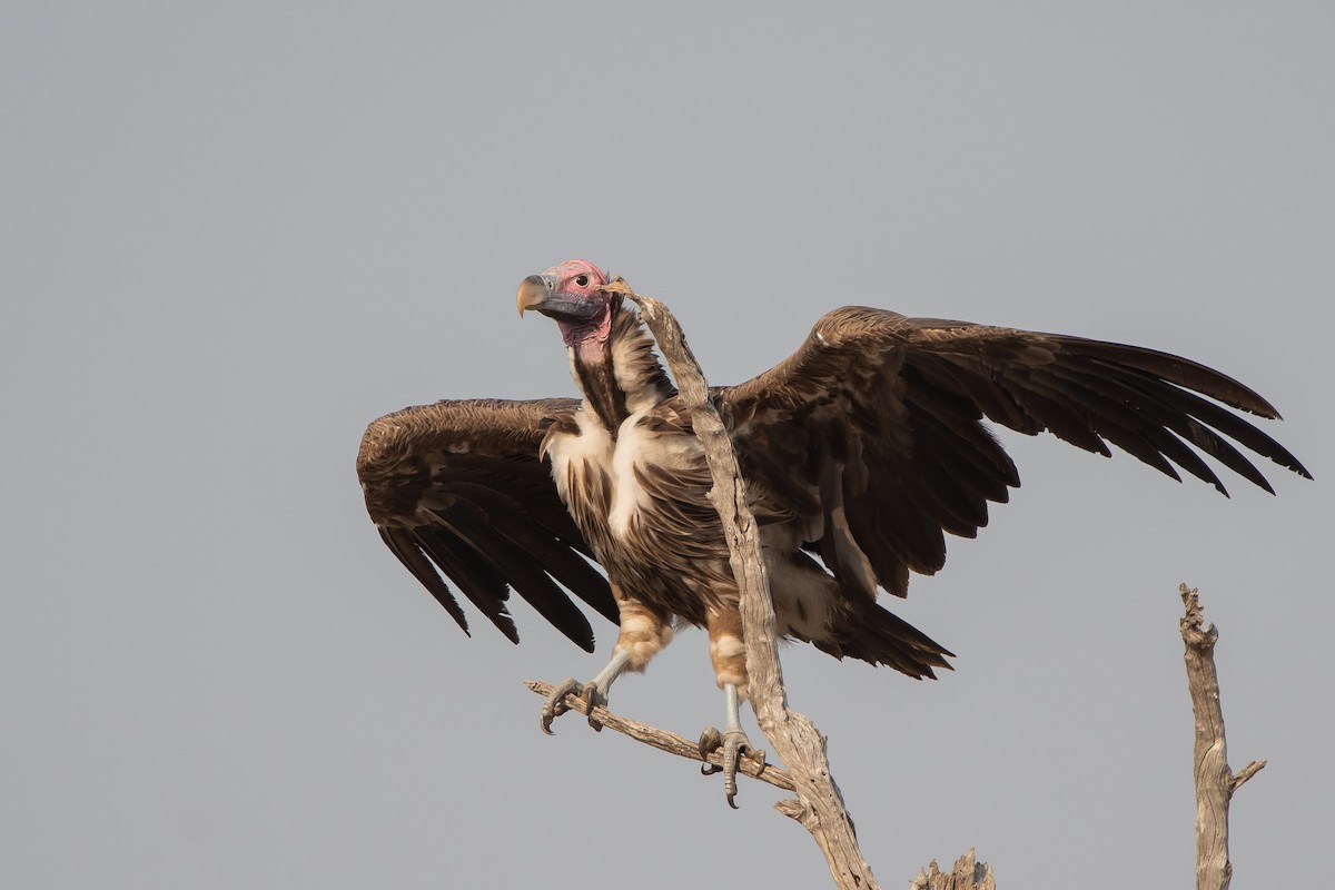 Lappet-faced Vulture - ML489126691