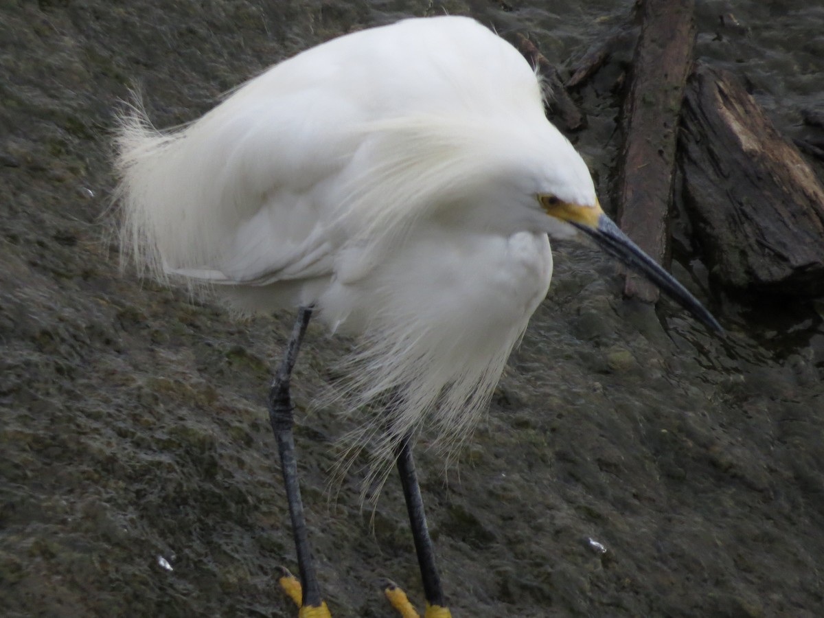 Snowy Egret - Logan Headings