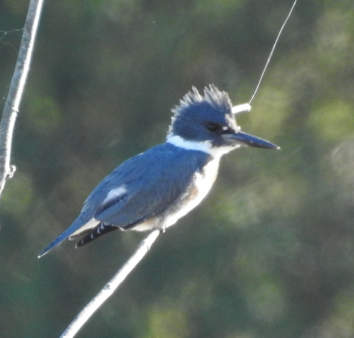 Belted Kingfisher - ML489131221