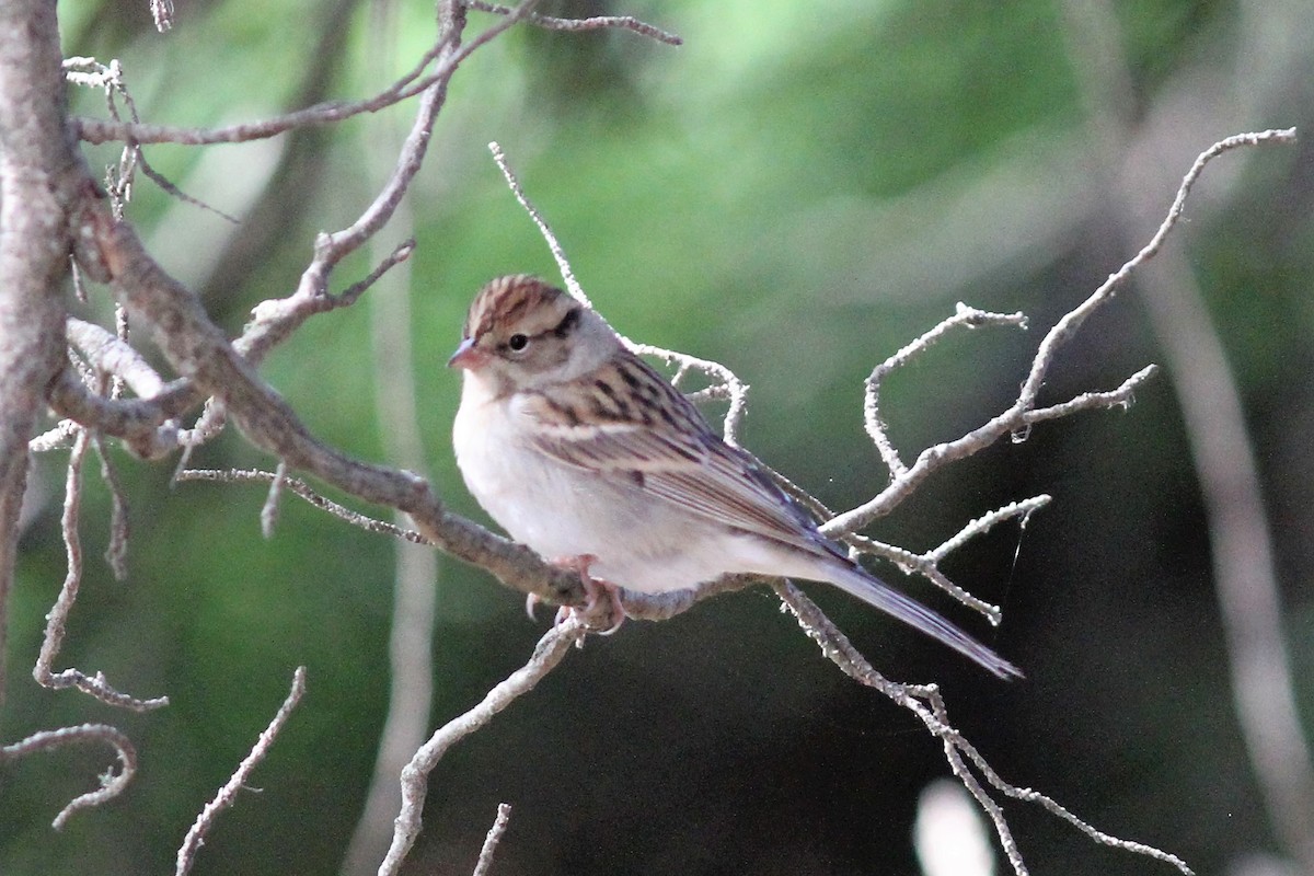 Chipping Sparrow - ML489133081