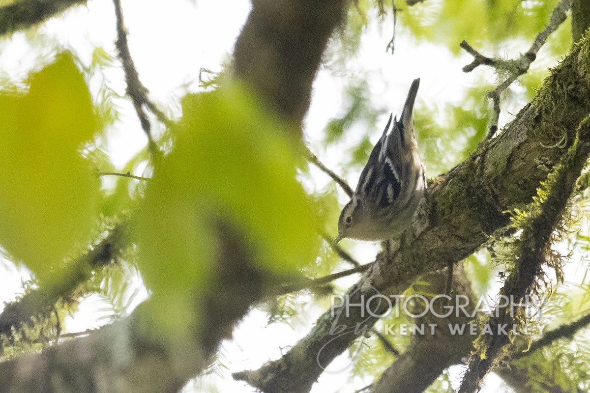 Black-and-white Warbler - ML489135171