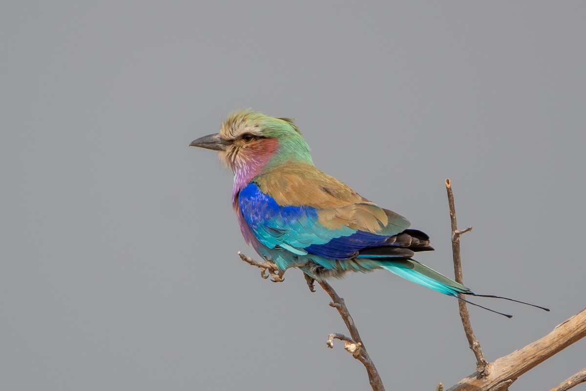 Lilac-breasted Roller - ML489135451