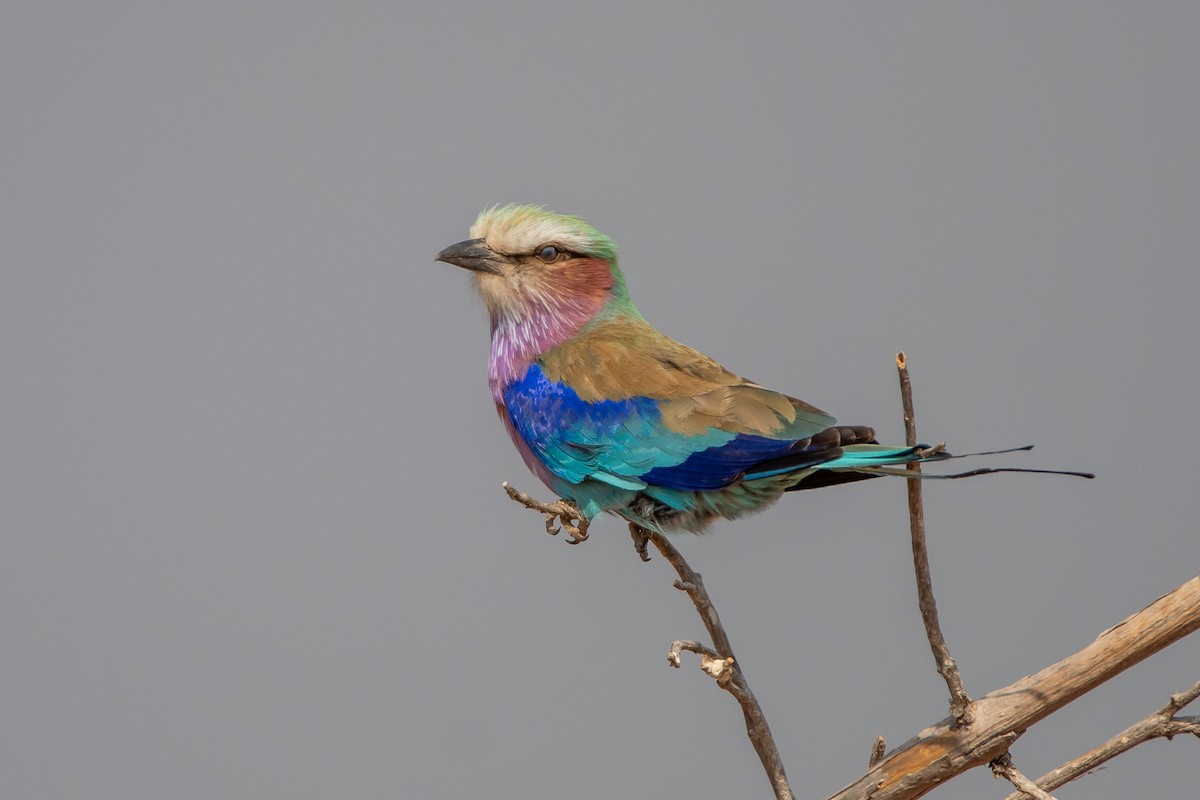 Lilac-breasted Roller - ML489135461