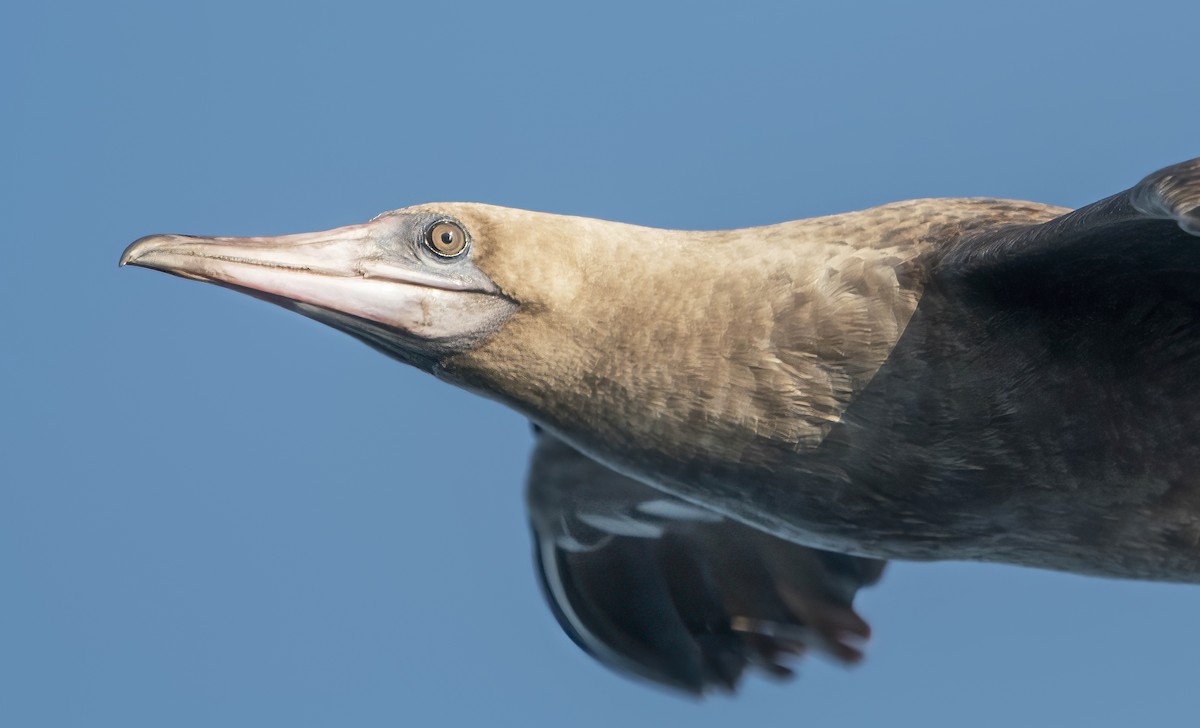 Red-footed Booby - ML489138301