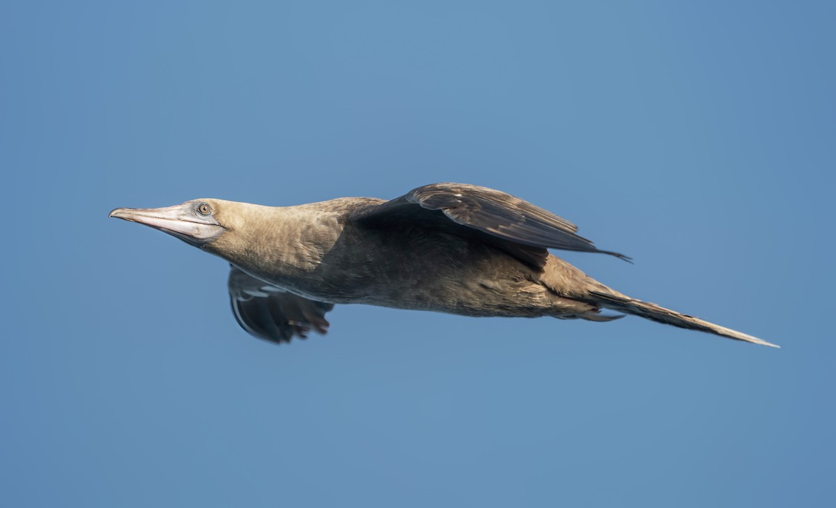 Red-footed Booby - ML489138401