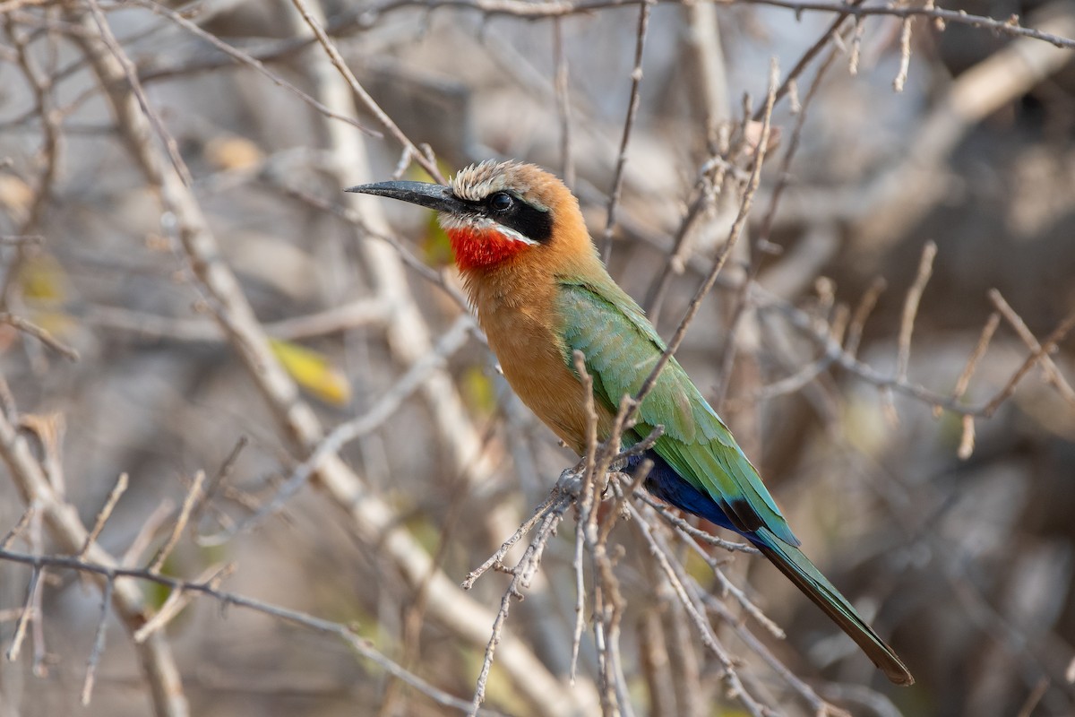 White-fronted Bee-eater - ML489139941