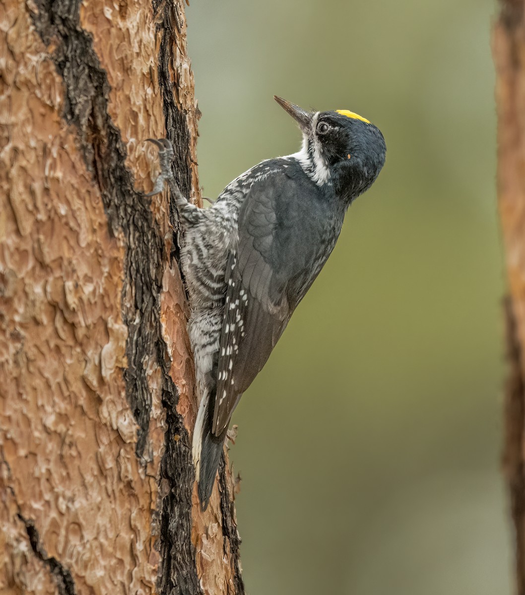 Black-backed Woodpecker - Terry Karlin