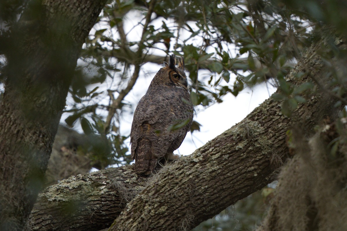 Great Horned Owl - ML489159881