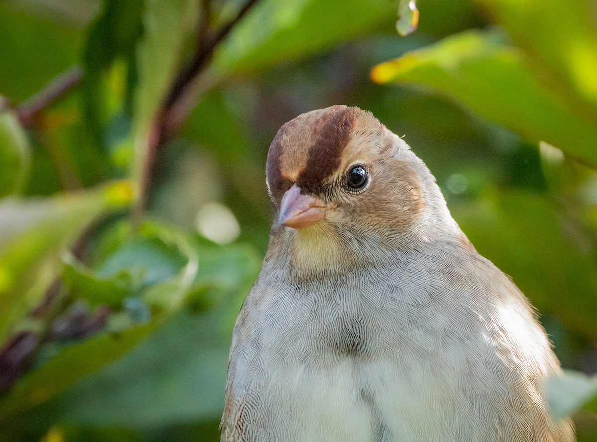 White-crowned Sparrow - Matt Kaiser