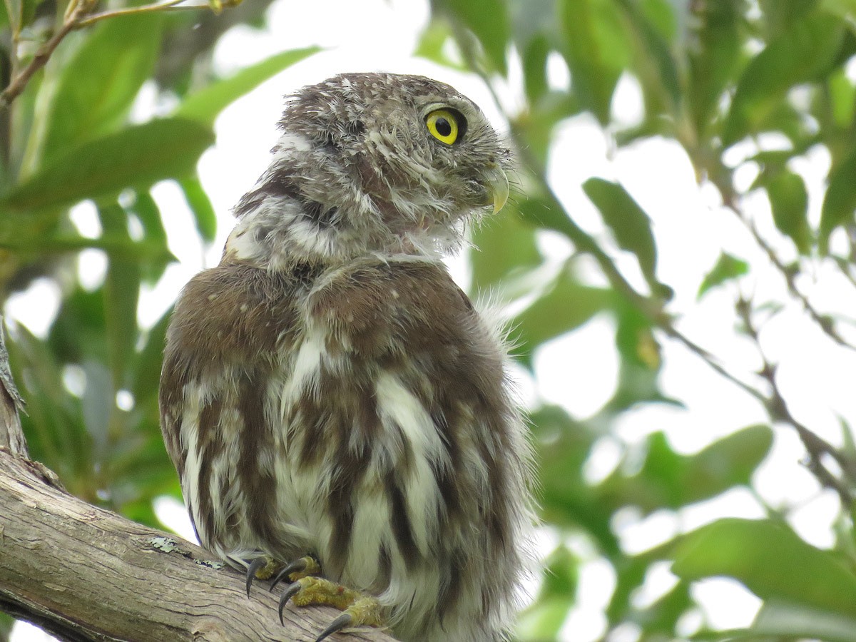 Ferruginous Pygmy-Owl - Adrian Antunez