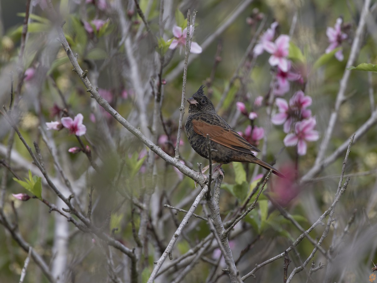 Crested Bunting - ML489163451